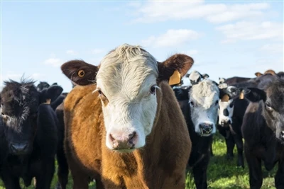 Asidɔni rumen bɛ sɔrɔ misisogo la .